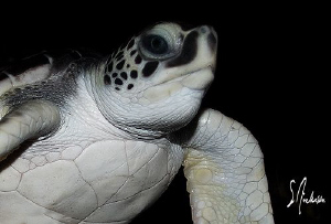 This image is of a baby Green Sea Turtle, which we releas... by Steven Anderson 